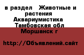  в раздел : Животные и растения » Аквариумистика . Тамбовская обл.,Моршанск г.